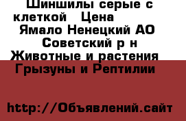 Шиншилы серые с клеткой › Цена ­ 10 000 - Ямало-Ненецкий АО, Советский р-н Животные и растения » Грызуны и Рептилии   